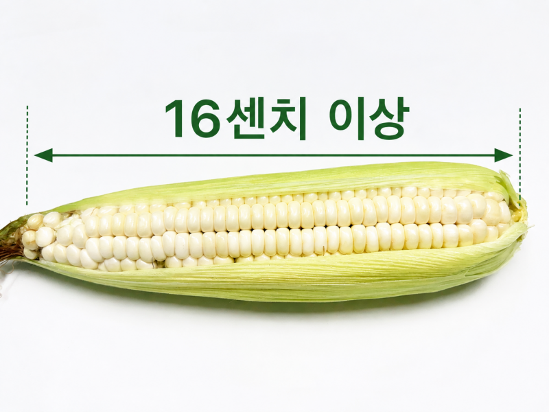 강원 양구 제철 찐 냉동 삶은 햇찰옥수수 최상품 16cm